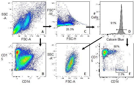 Flow cytometric method for identifying and isolating leukocyte populations from cystic fibrosis sputum specimens. Image depict identification of neutrophils and macrophages using anti-CD15 and anti-CD14 antibodies.